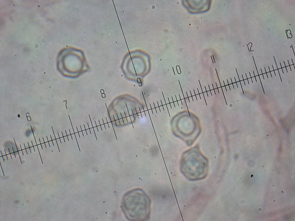 Sotto alberi fruttiferi ....